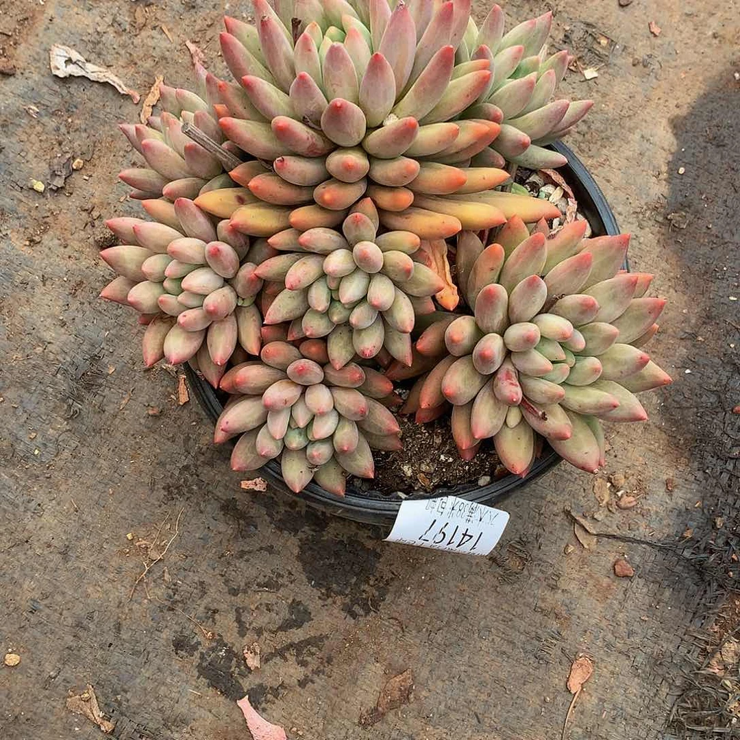 云**轻     红蜻蜓14197