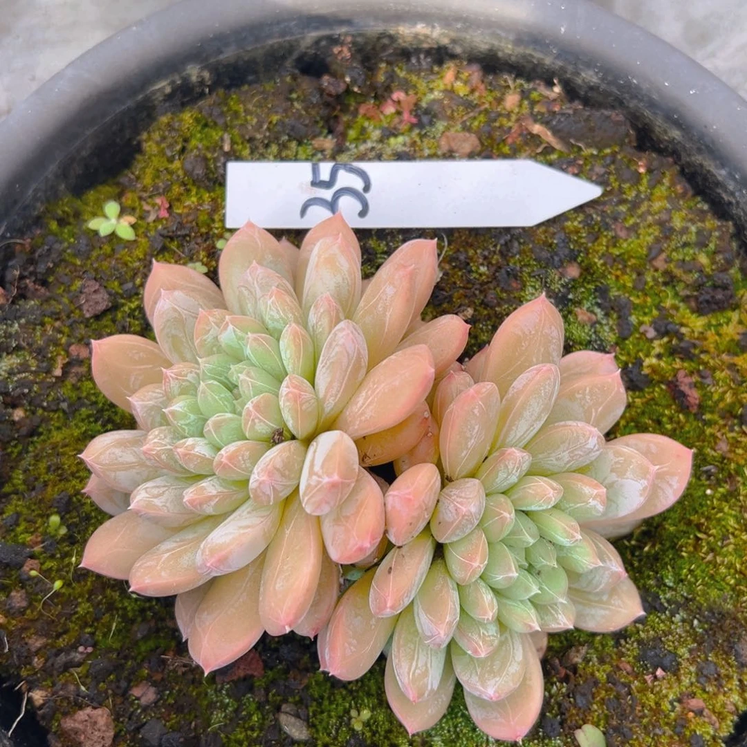 开*果香玉的故事是一个人的故事