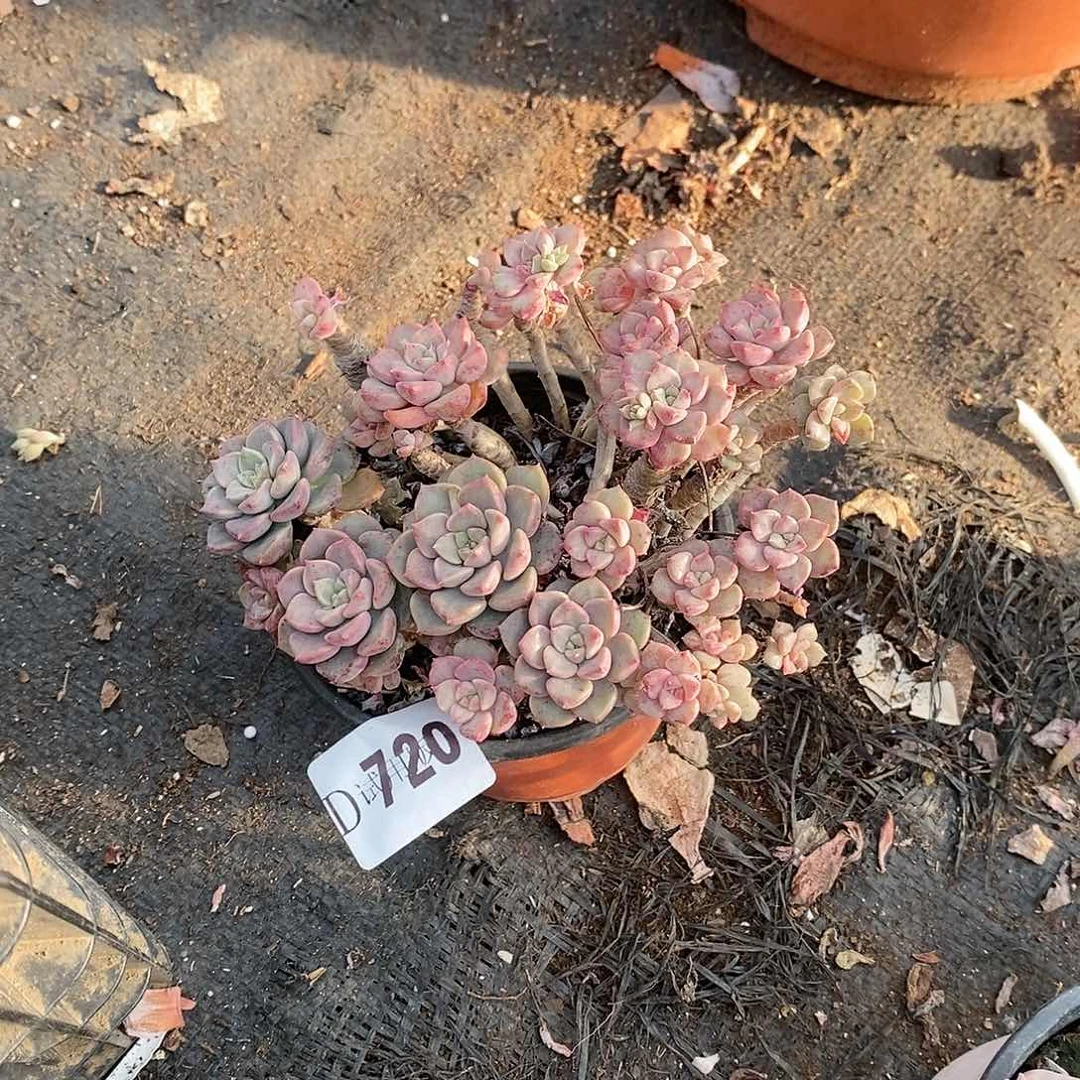 南***花720粉布偶多肉植物