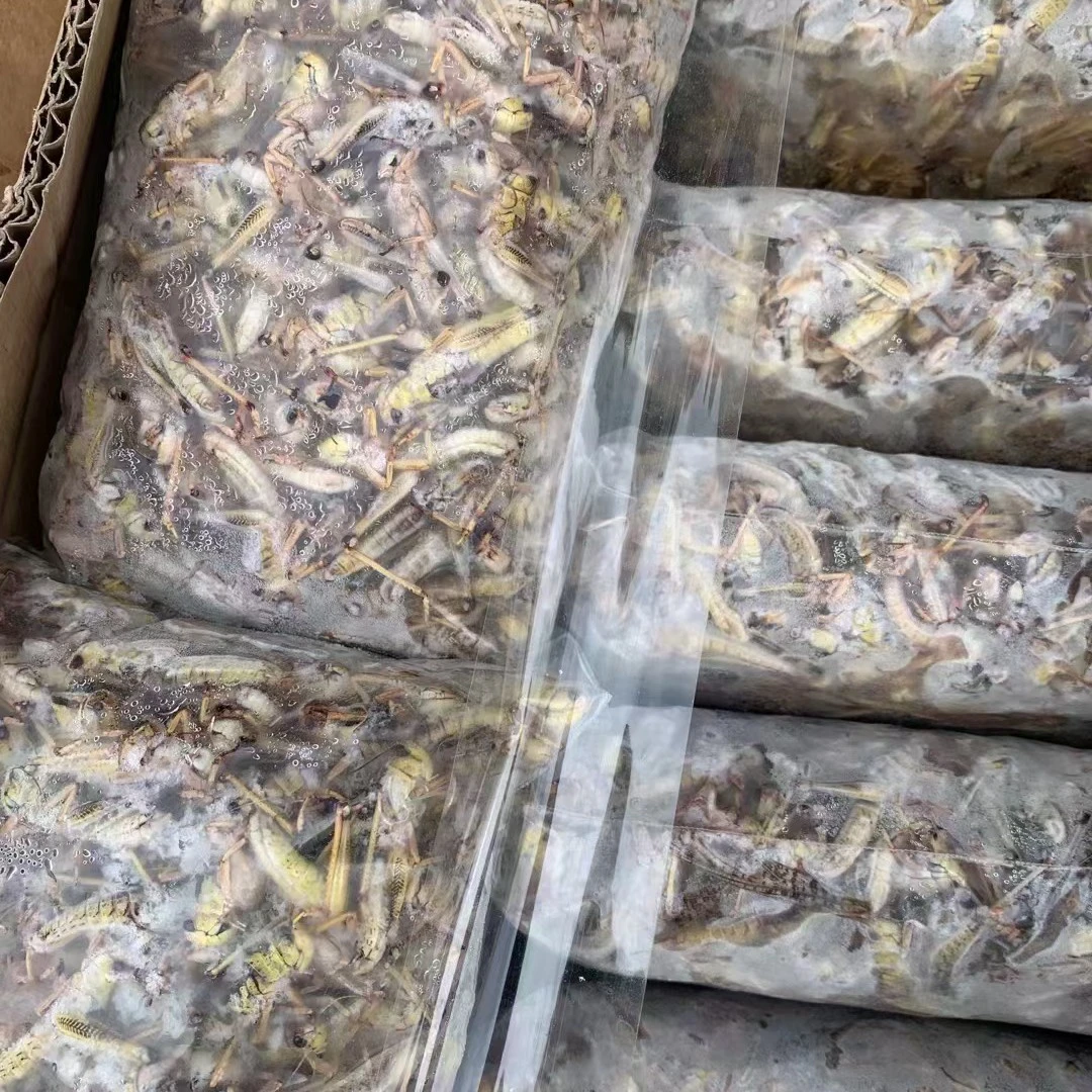 4斤装2025年新货沂蒙山去翅纯母蚂蚱新鲜冷冻蚂蚱美味蚂蚱食材
