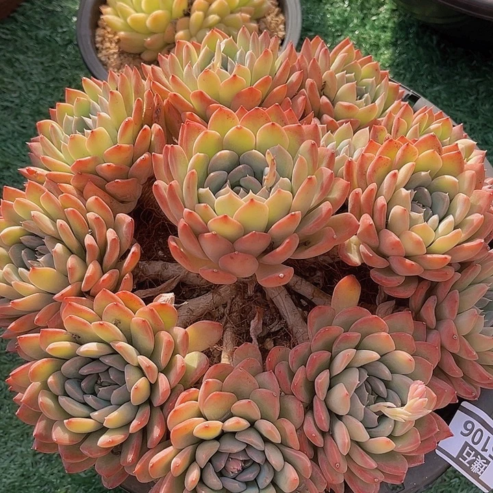 迈达斯国王15106多肉植物