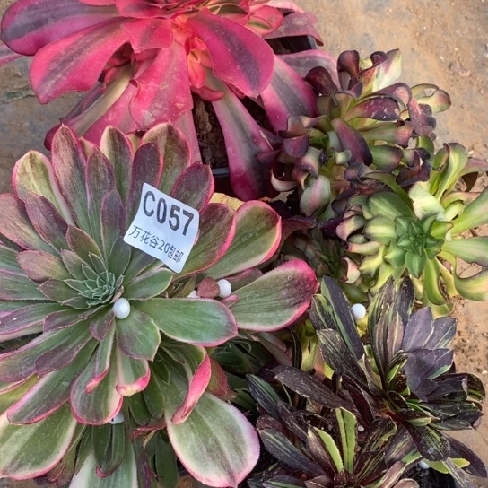 057四棵多肉植物