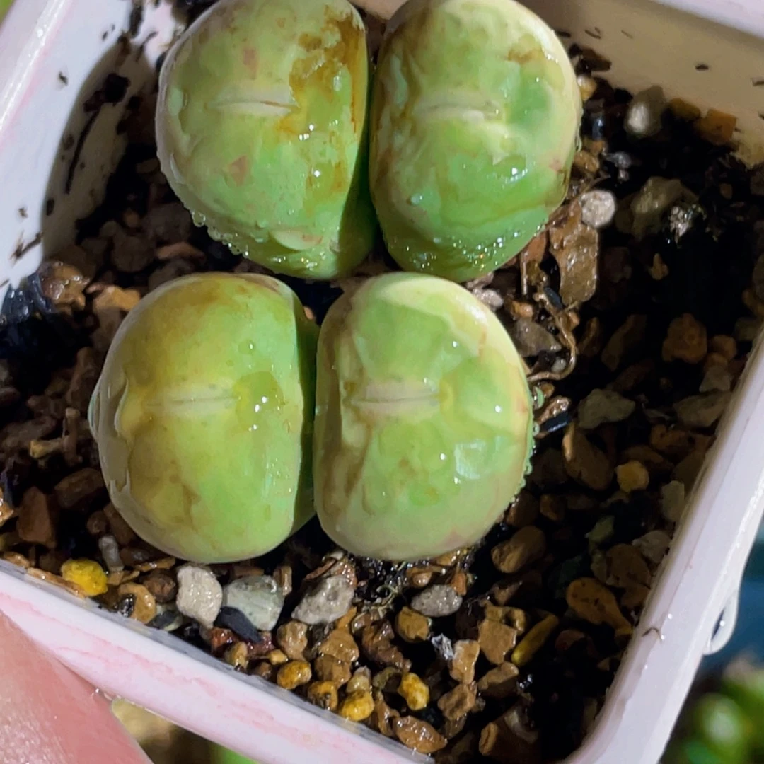 粉嘴嘴嘟嘟嘴植物一物一拍