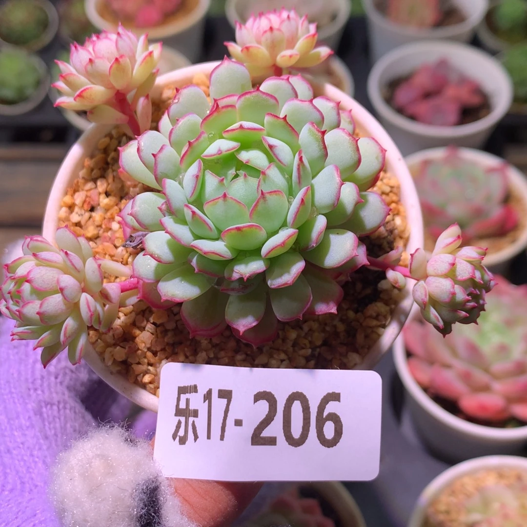 乐然17-206 桃花雨