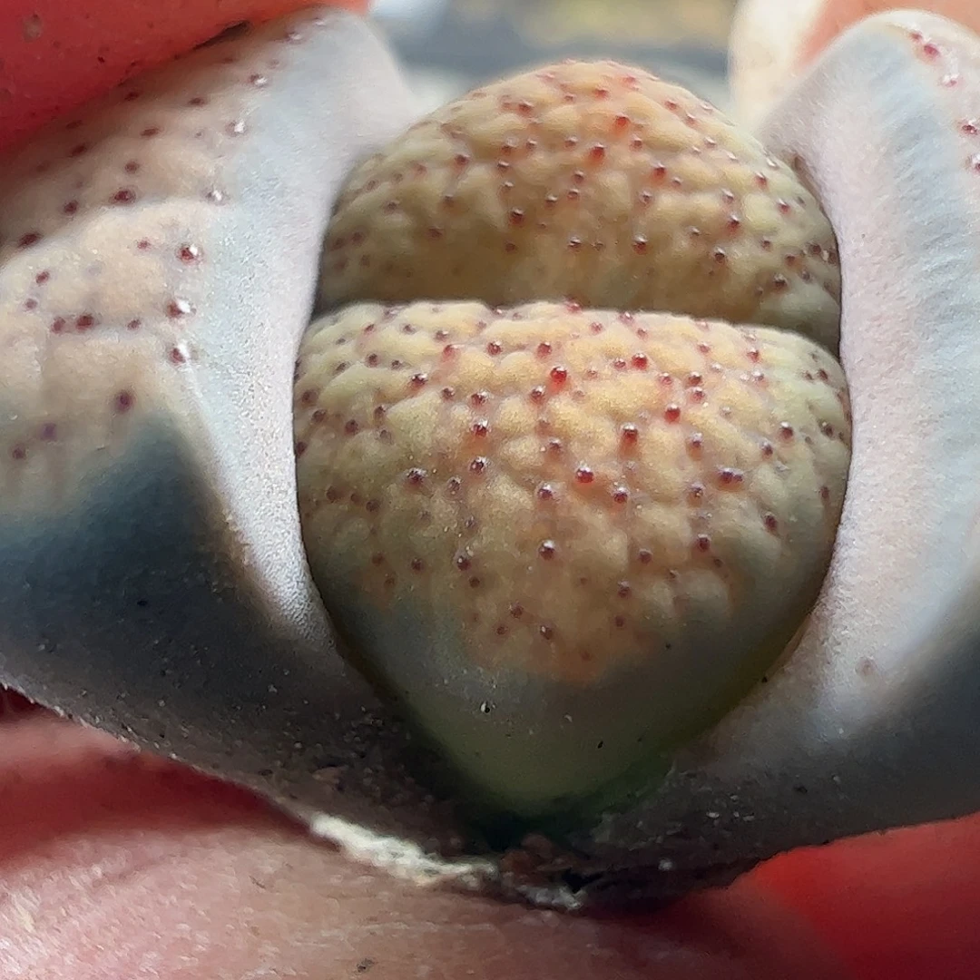 一物一拍。        729