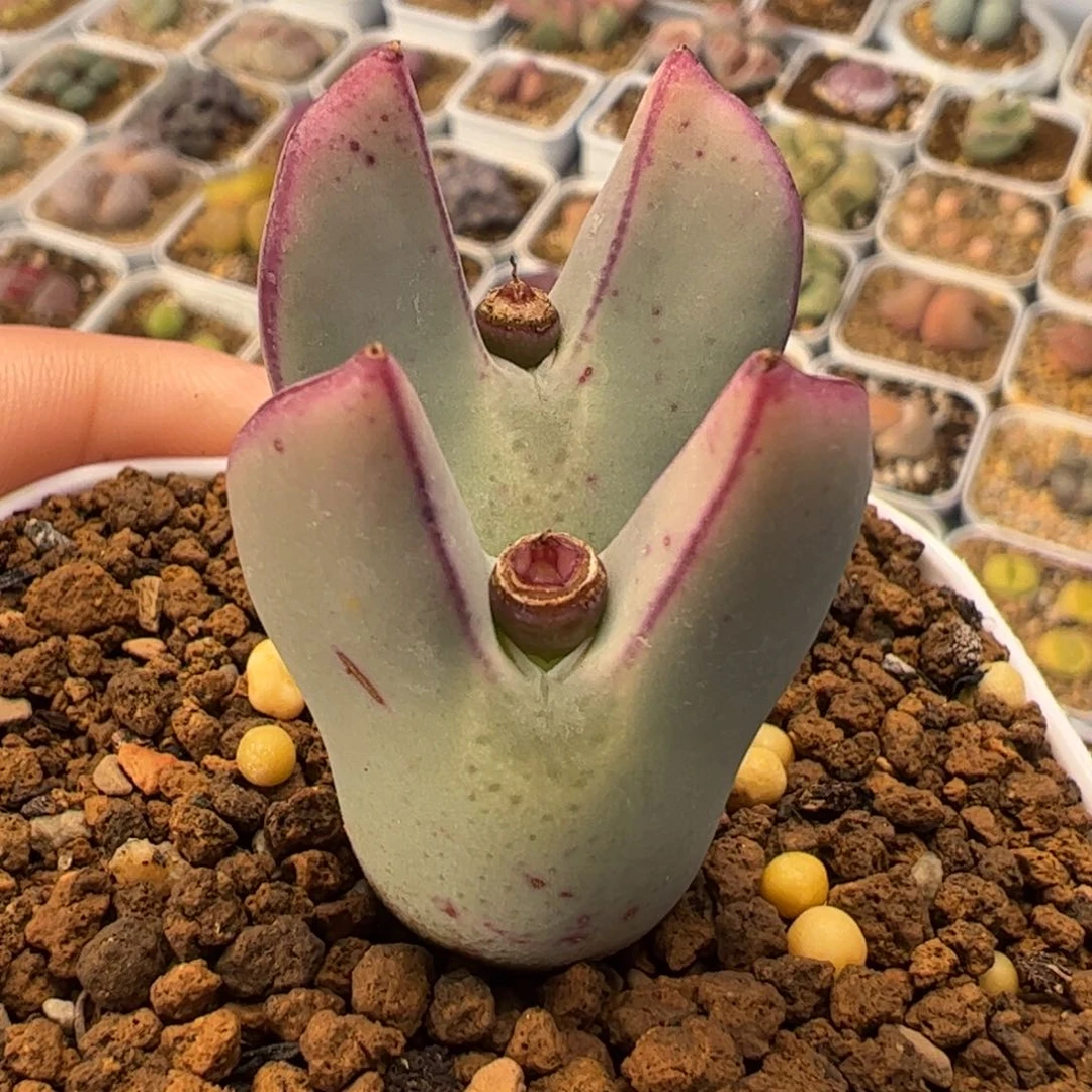 红小秀多肉植物百科