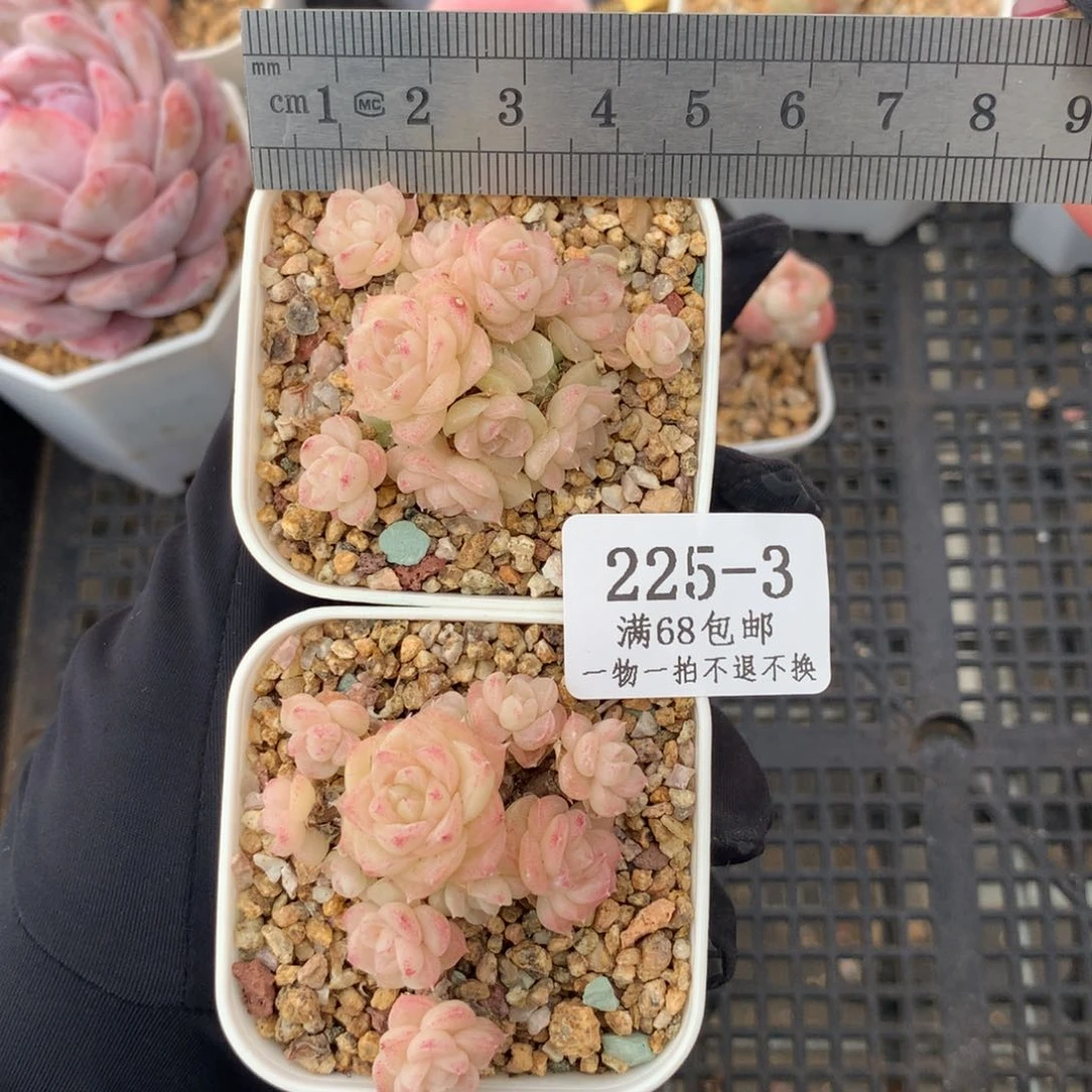 ?*3。白天鹅麦秆群。新粉送肉。带盆土