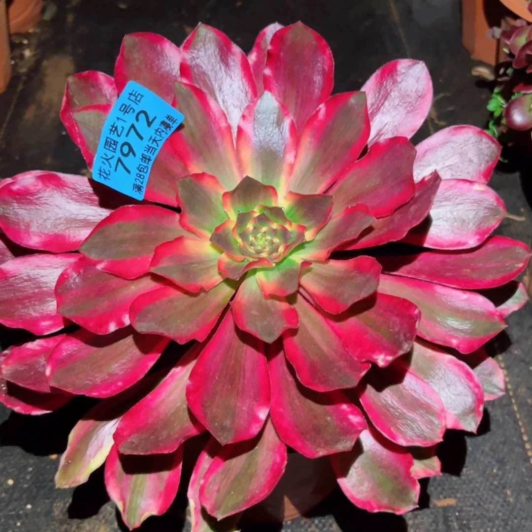 青****草红魔女 7972 多肉植物