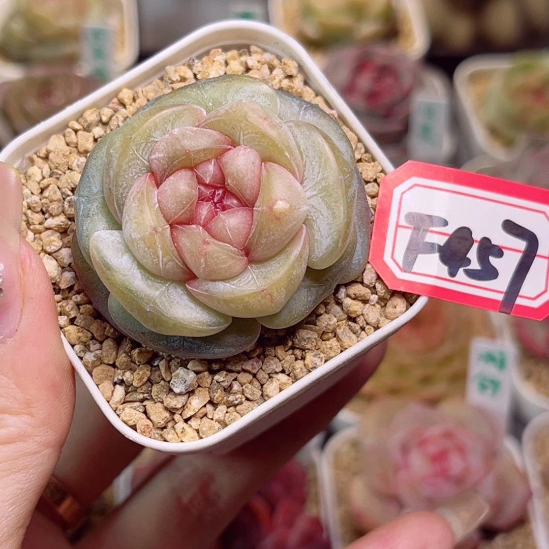 崽***?F457 剪秋一物一拍