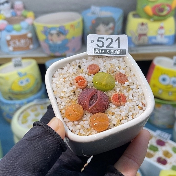 大舅生石花肉锥多肉521