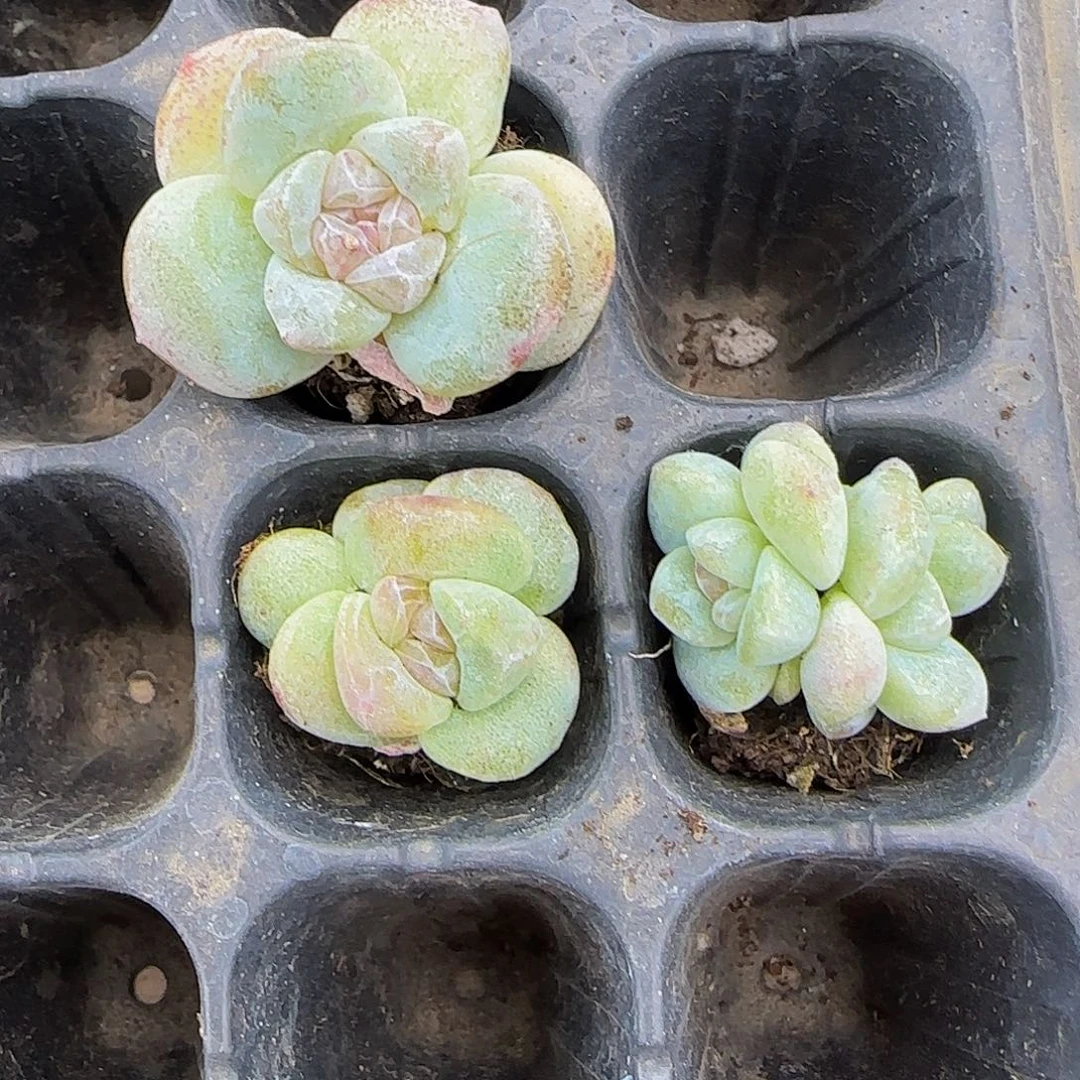 ?****?飘然的3颗优选石化特价福利