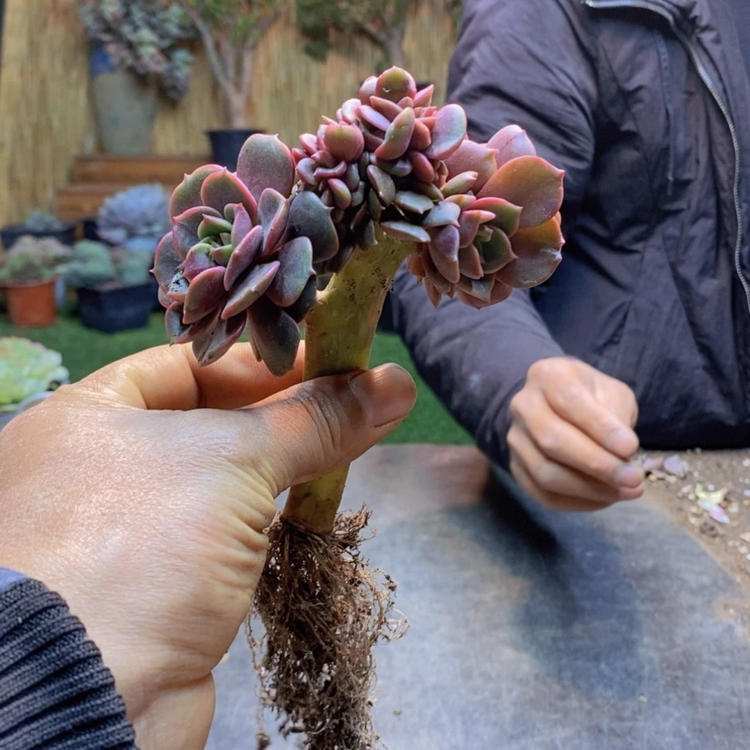 叫**亮127号大红袍缀多肉