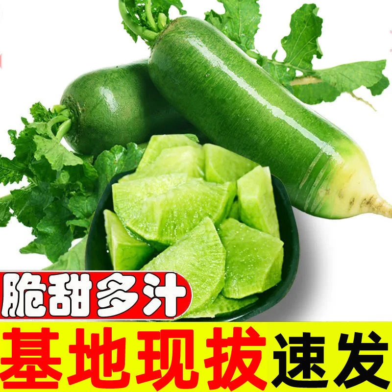 正宗山东潍坊水果萝卜水果青皮萝卜新鲜发货脆甜多汁潍县萝卜