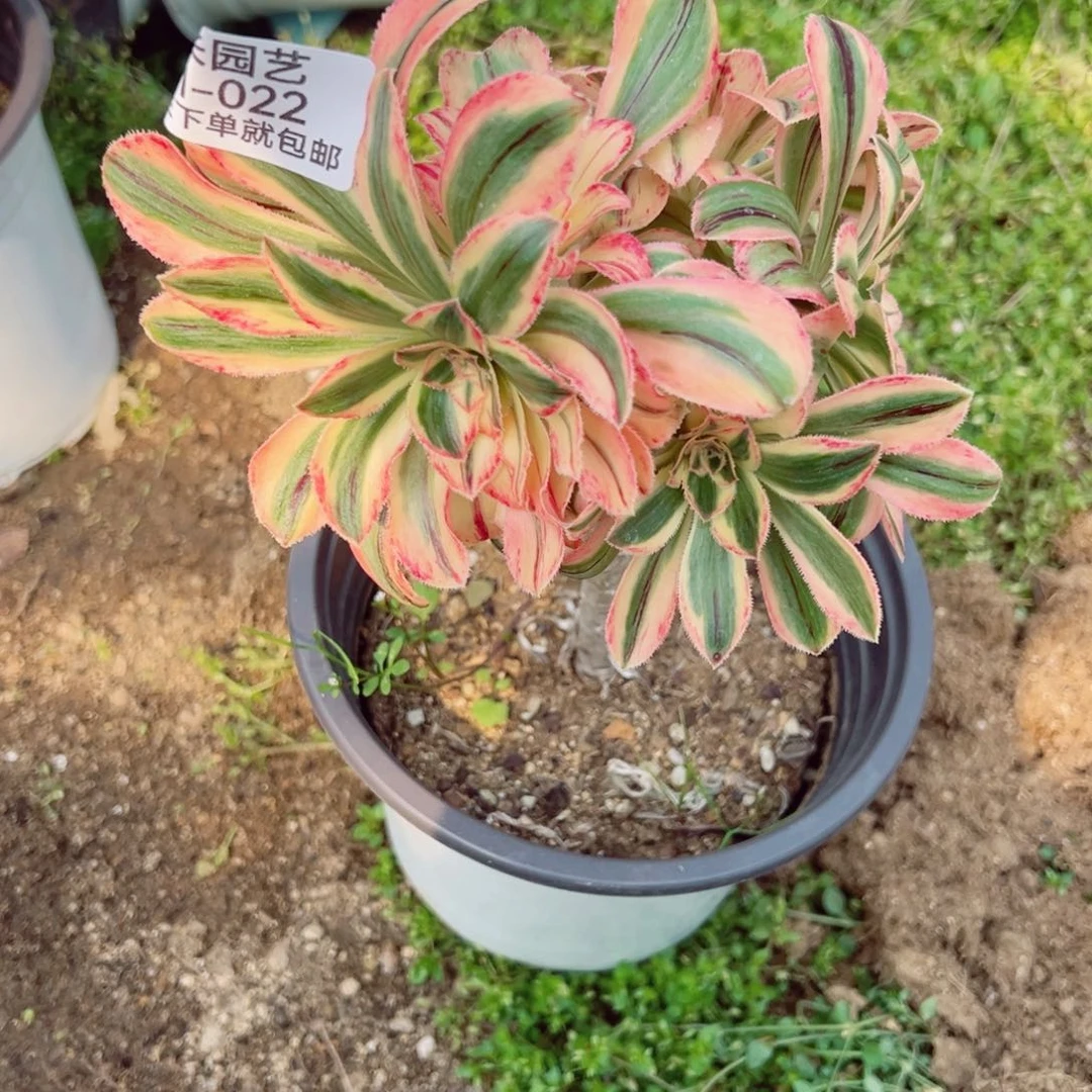 拉丝锦锦多肉植物022