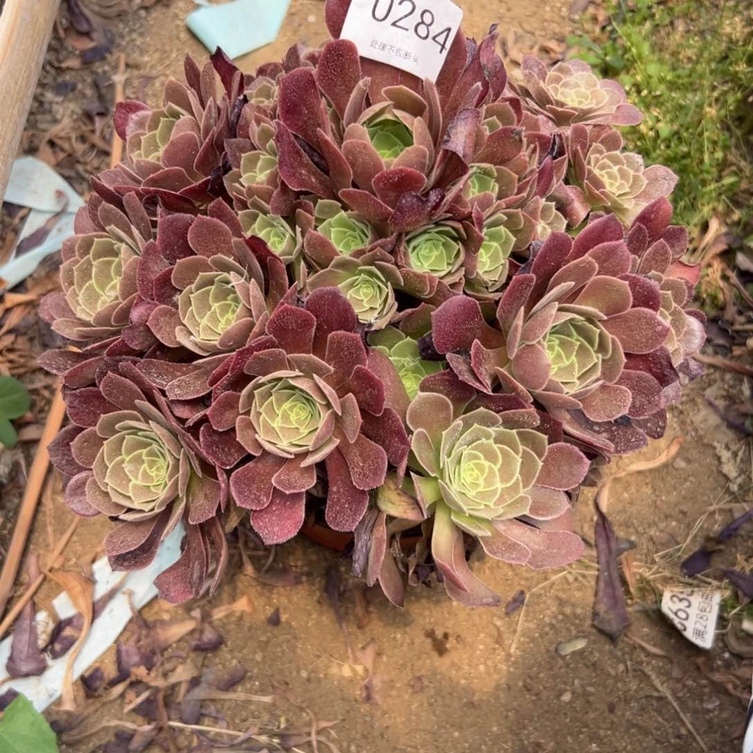 284多肉   荷兰玫瑰