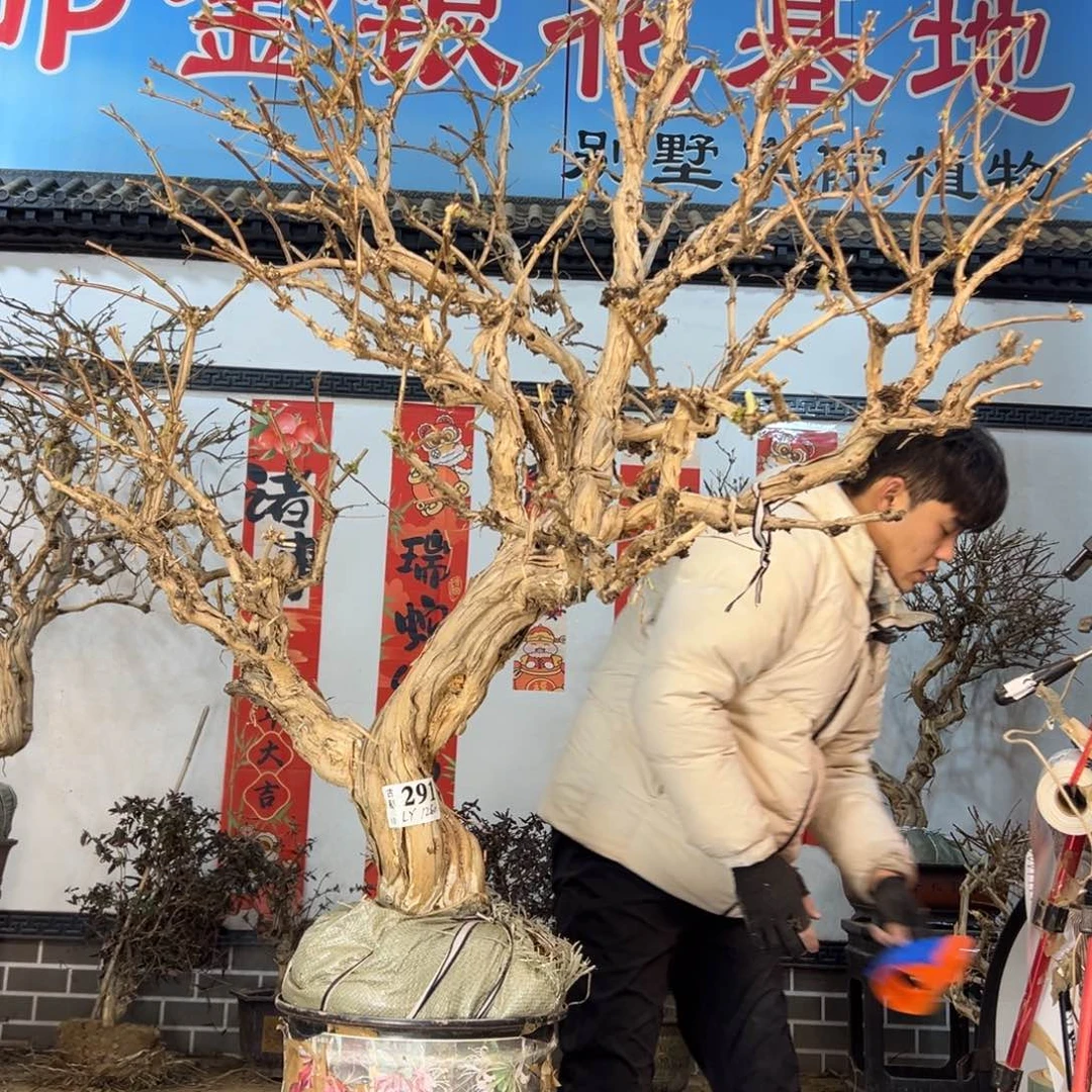 金银花88888888888