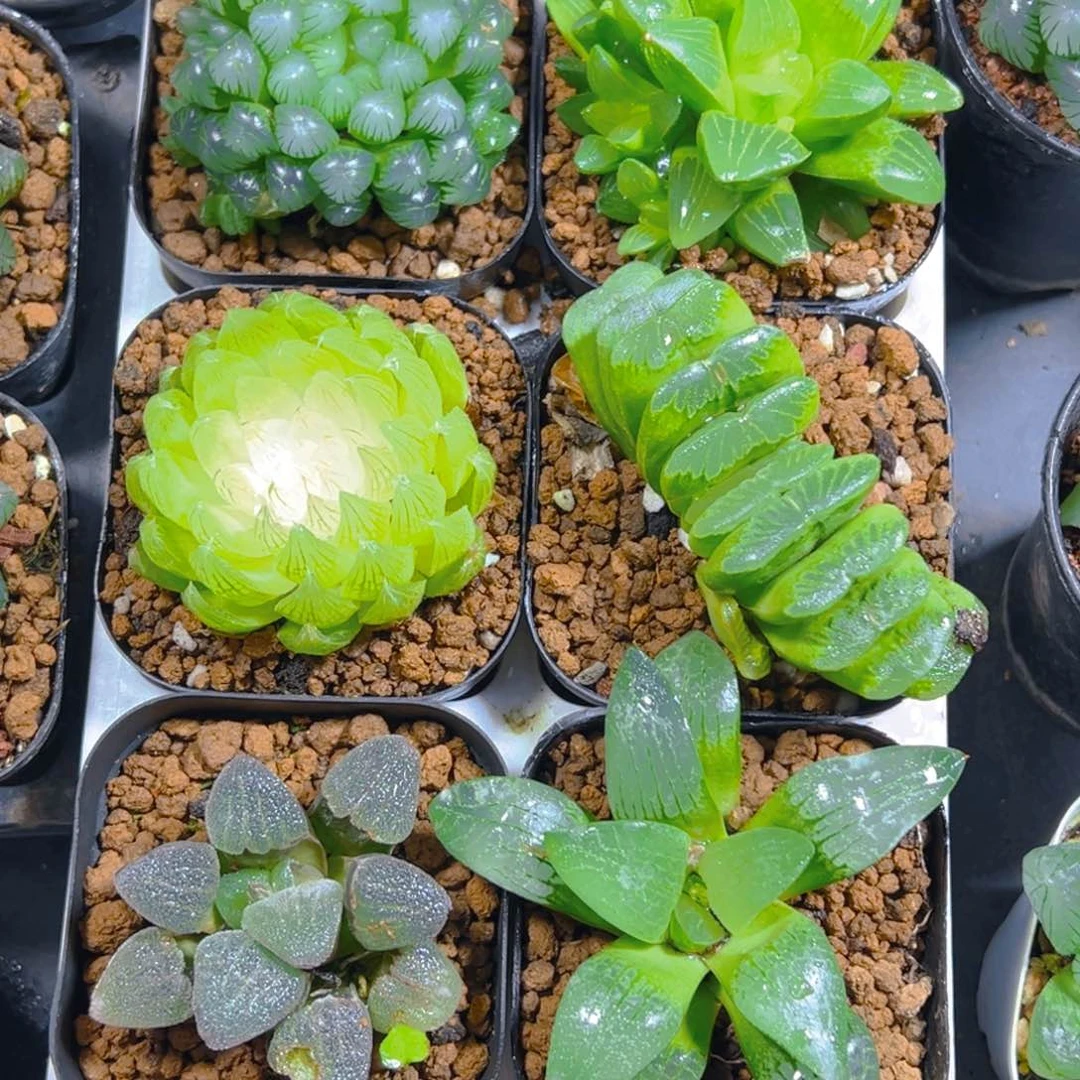 新人套餐玉露6颗多肉