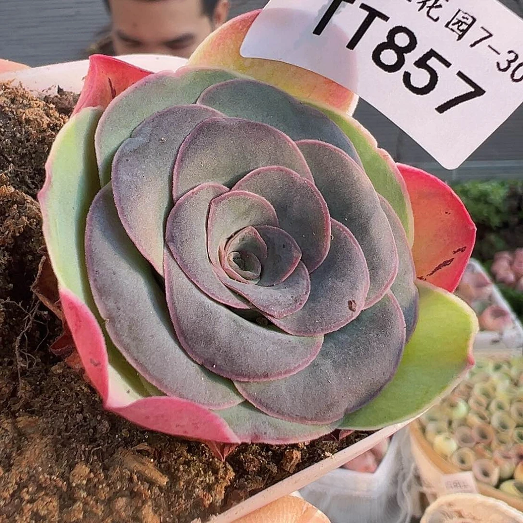 琉*福袋 福袋 福袋  TT857