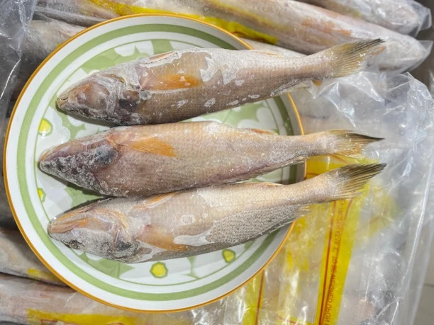 小号纯野生黄姑鱼