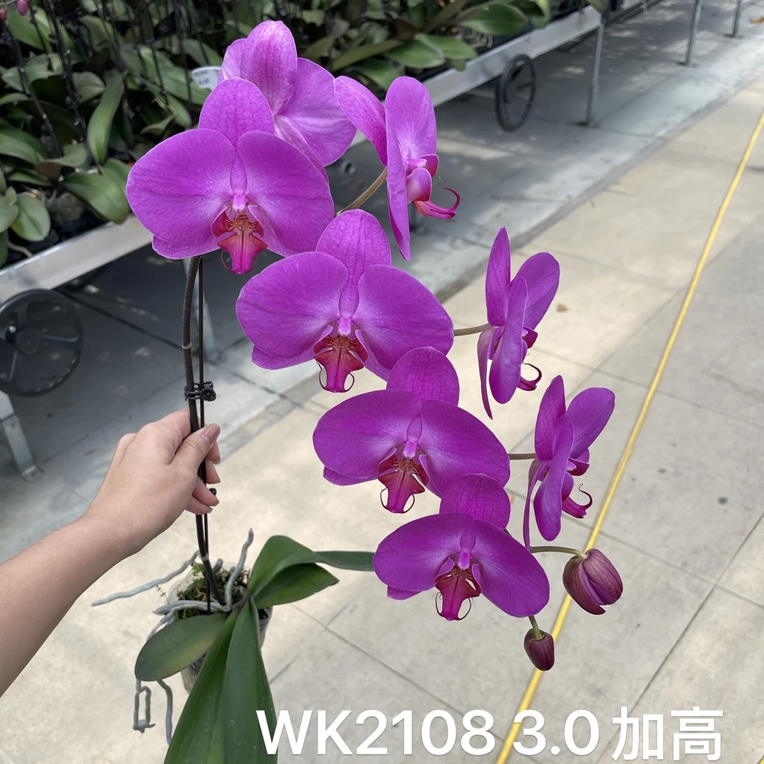 【WK2108】3.0精品蝴蝶兰基地直发