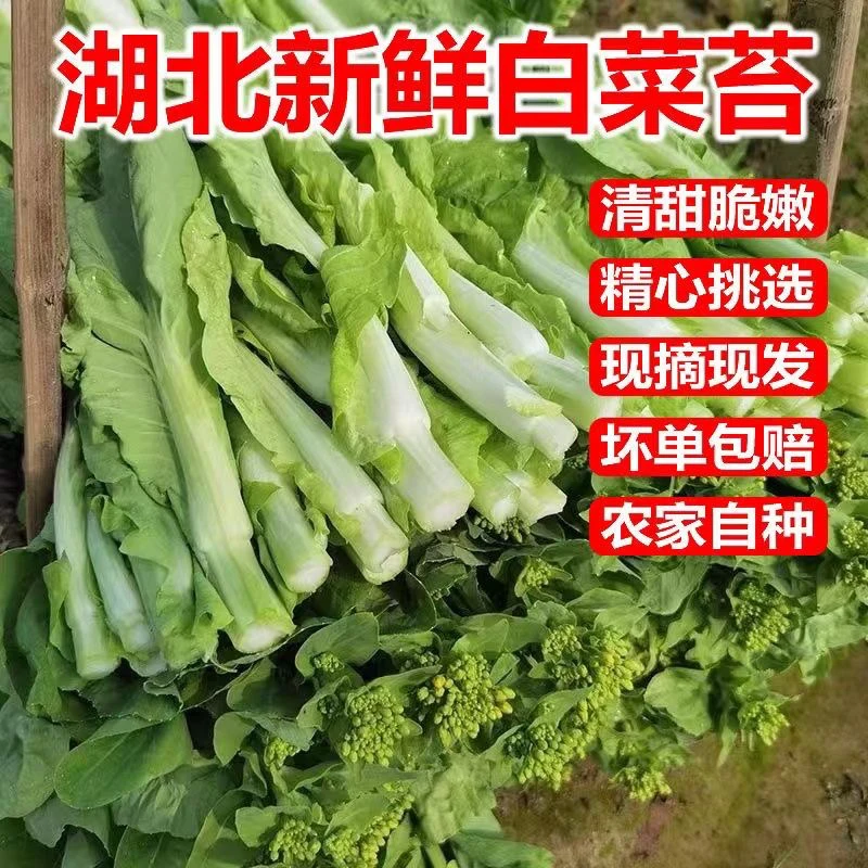 【顺丰包邮】湖北新鲜白菜苔打霜现摘青菜苔迎春菜苔菜心应季时令菜