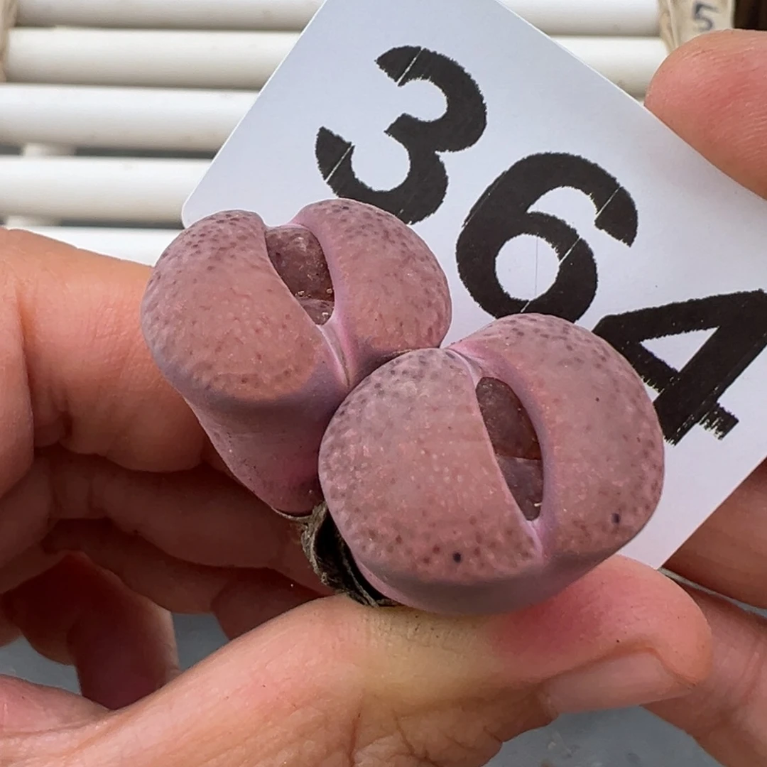 4.14好看的多肉脱脱发货364