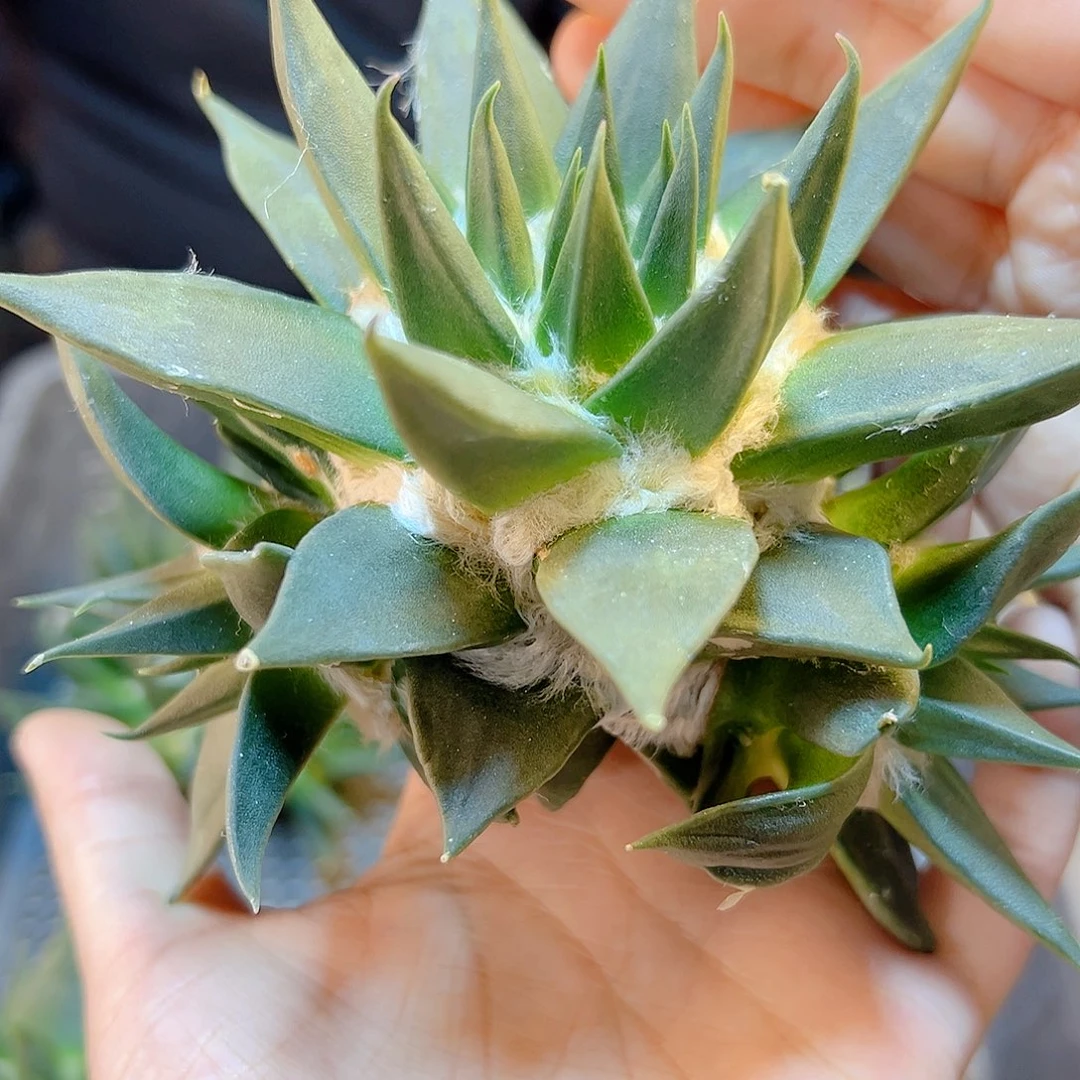 苗接细尤龙牙牡丹群无根12公分