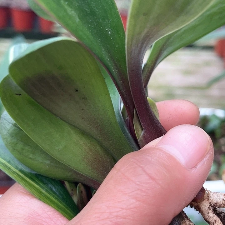 无花朵君子以自强不息著称