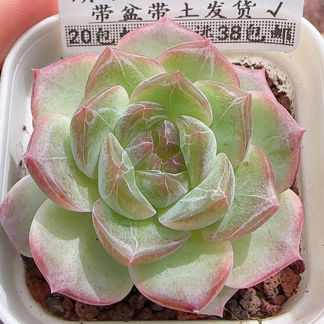多肉0910-212无尽灯