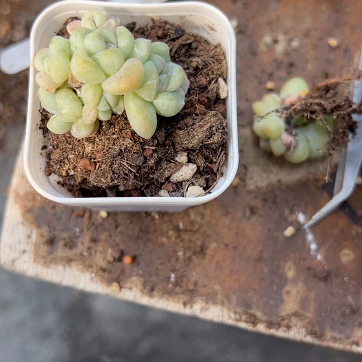 念一物一拍专拍链接