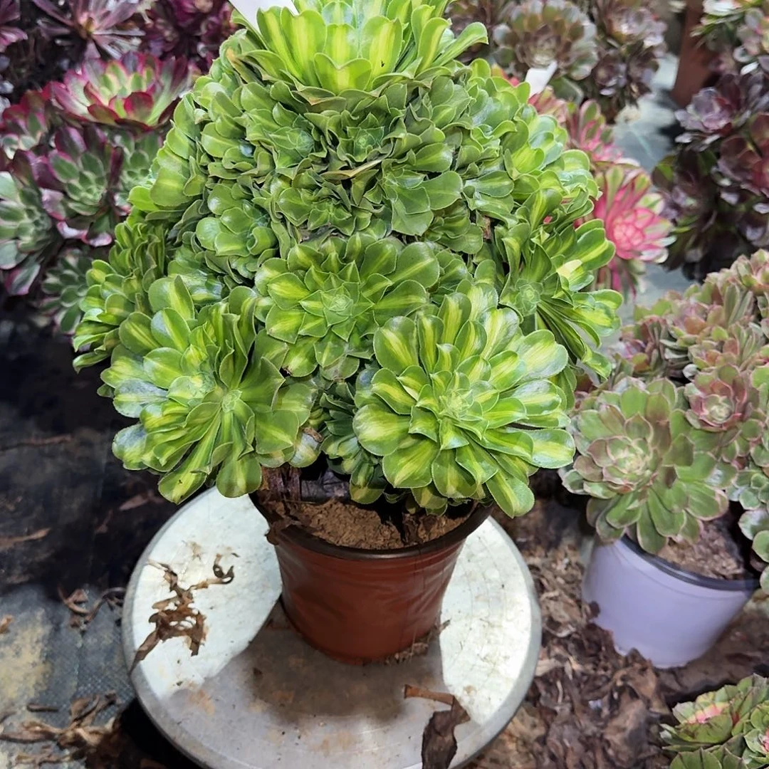 多肉植物翡翠琉璃596