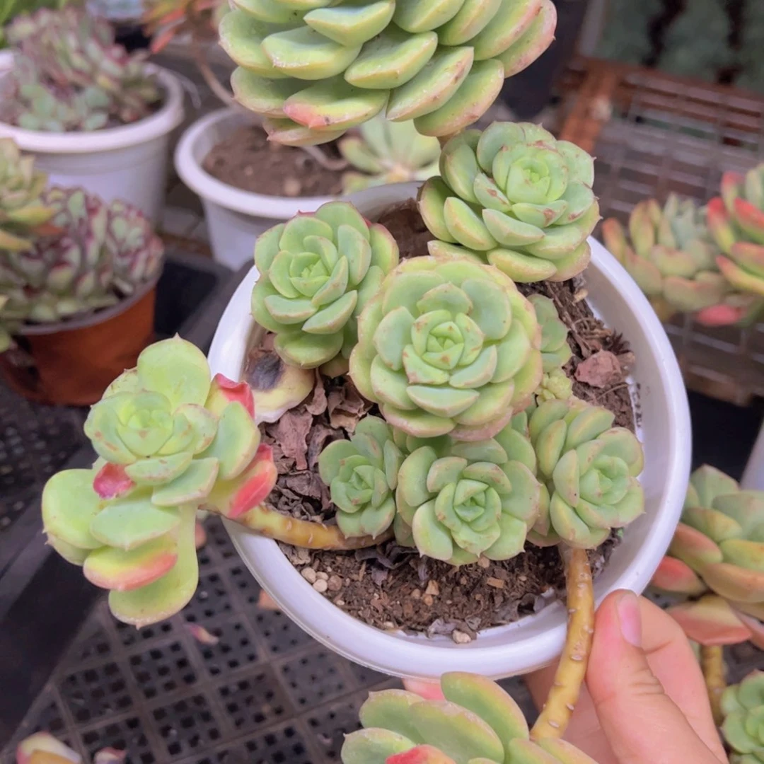 尼可莎娜玫瑰大盆