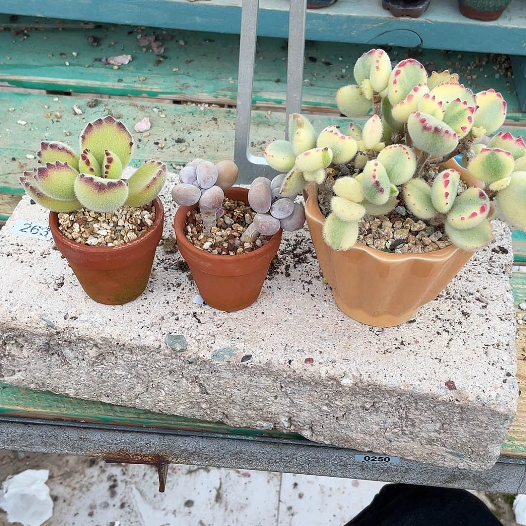 多肉植物的生长发育
