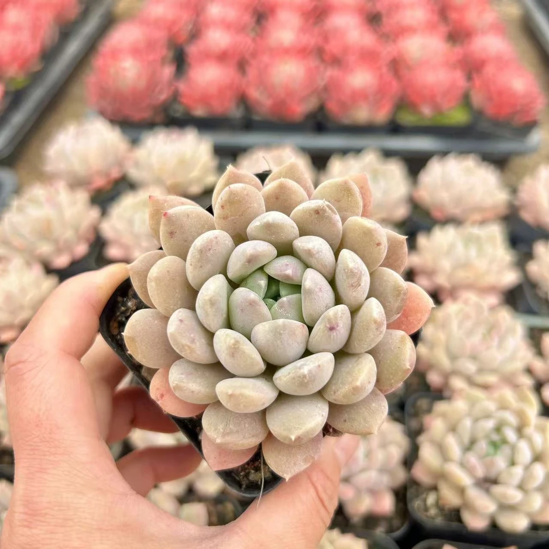 7#香橙多肉植物 前男友精品多肉SM647