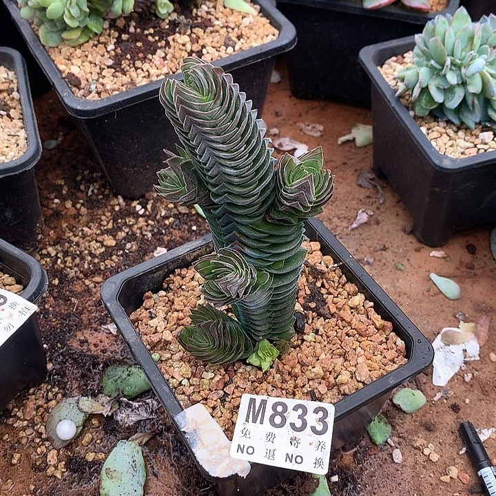 达摩绿塔 多肉植物 9.23号后发