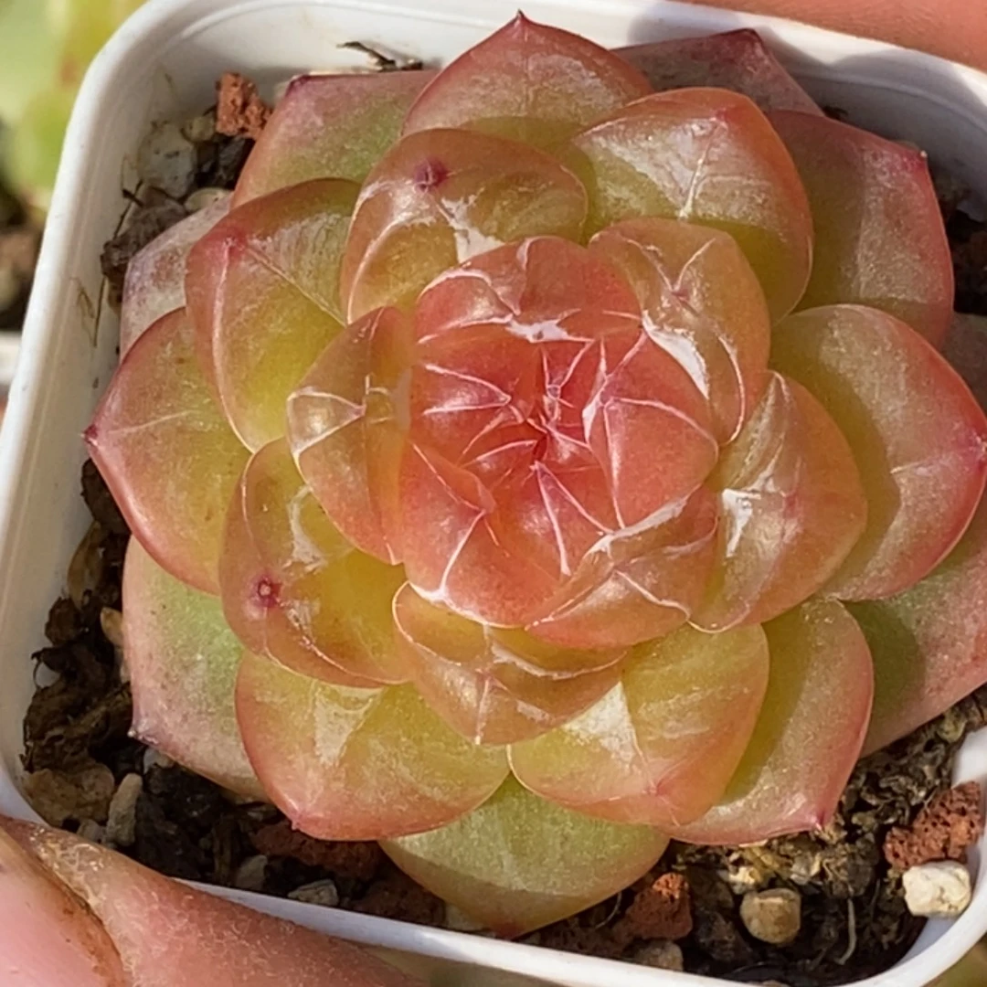 天官赐福百无禁忌