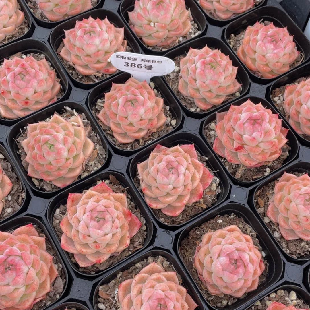 386号 粉透包子脸桔桔麦秆单头一个