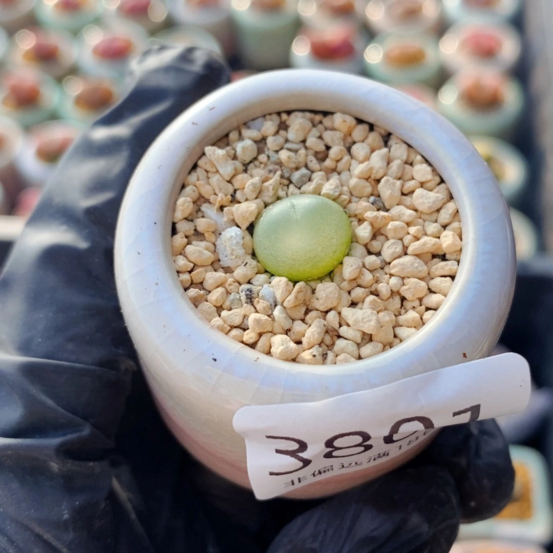 3801--一物一拍 带盆