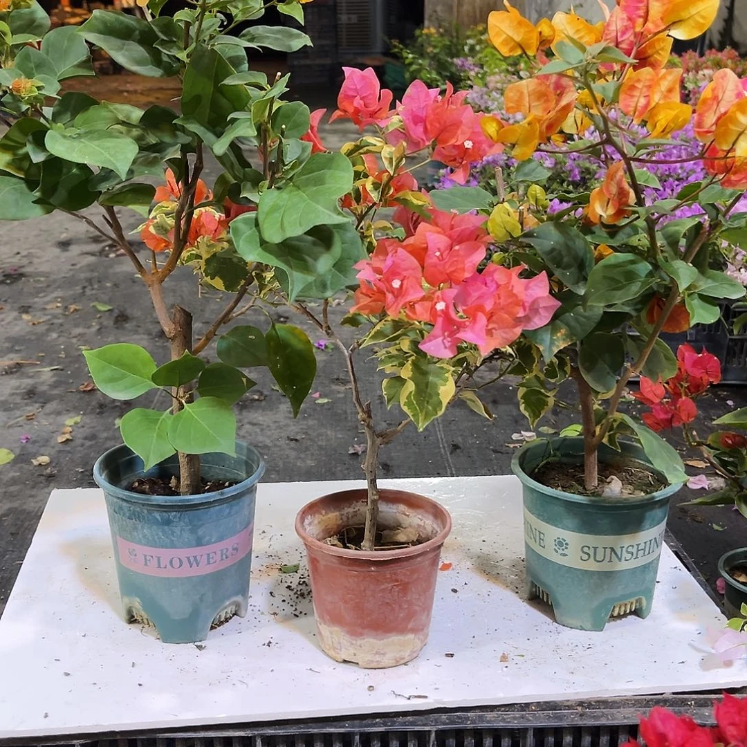 大部分花苞少量开放加州黄，橙冰，哪吒