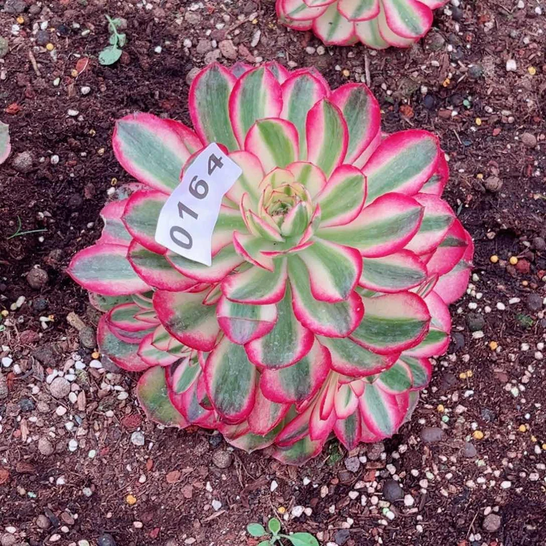 城*姐荔枝多肉特价发货