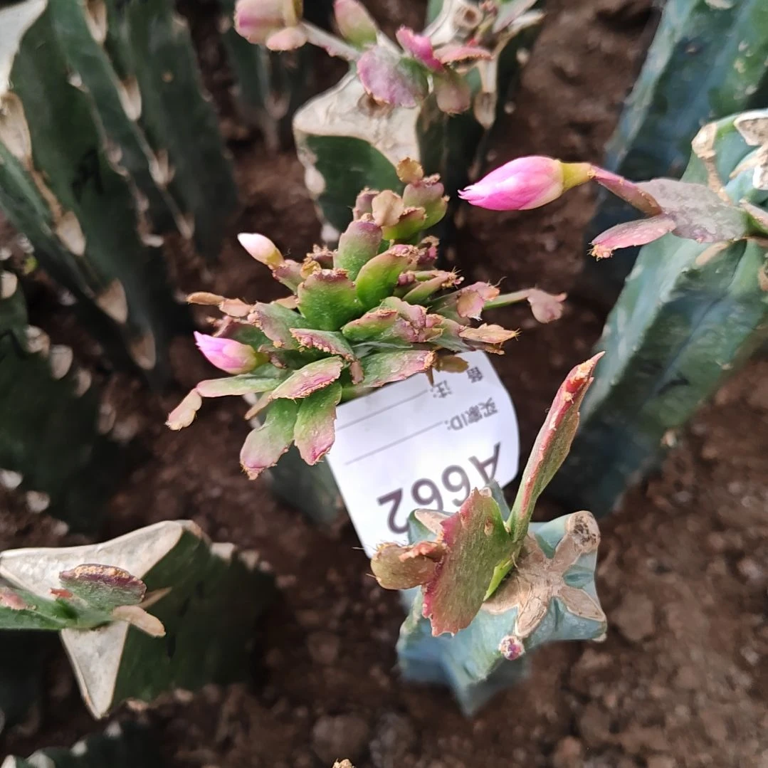 027紫重瓣脱土易掉苞芽662