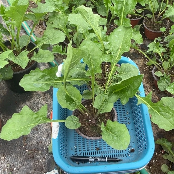 无花朵高杆非洲菊安妮两棵