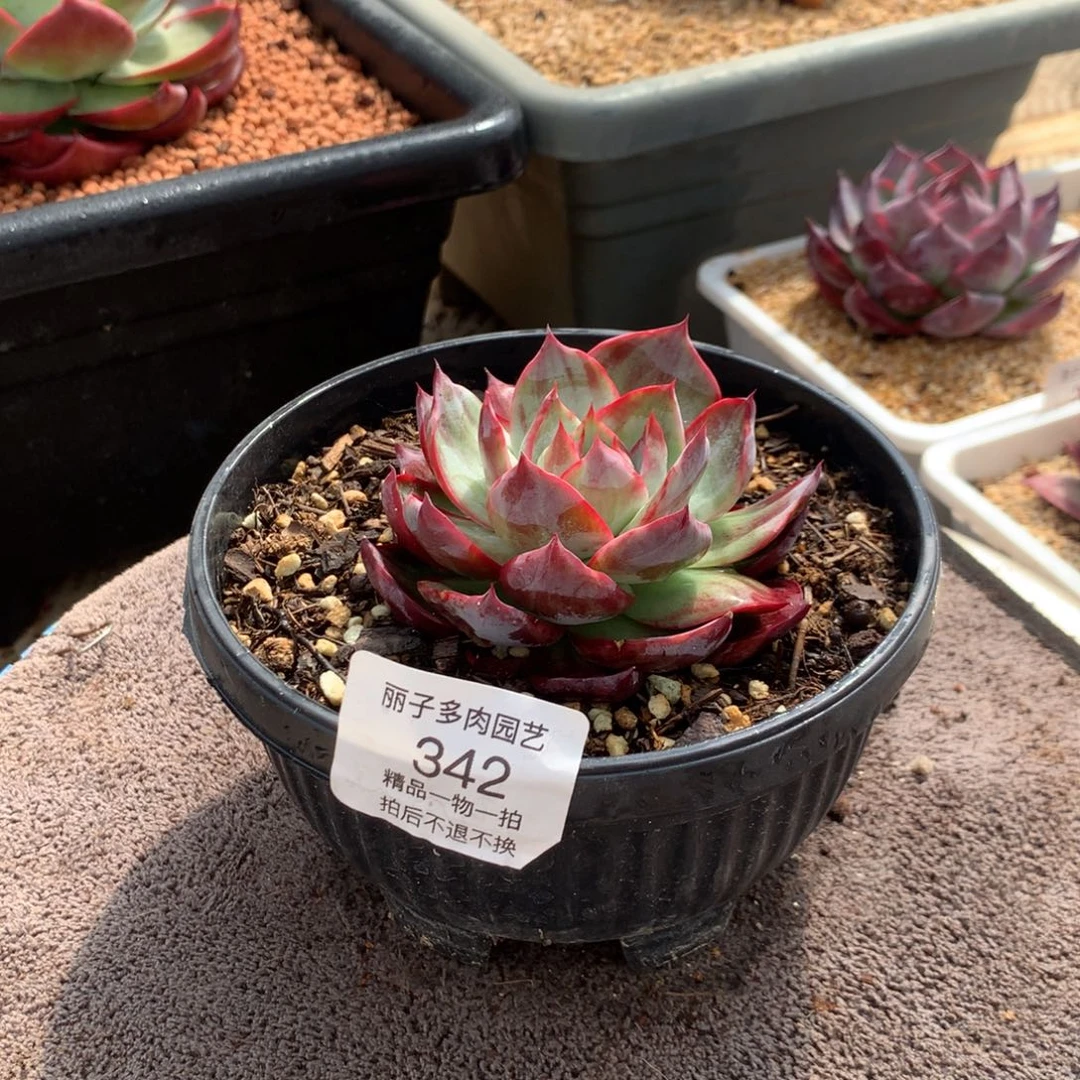 342惊鸿外翻拉丝。尺寸8。多肉植物