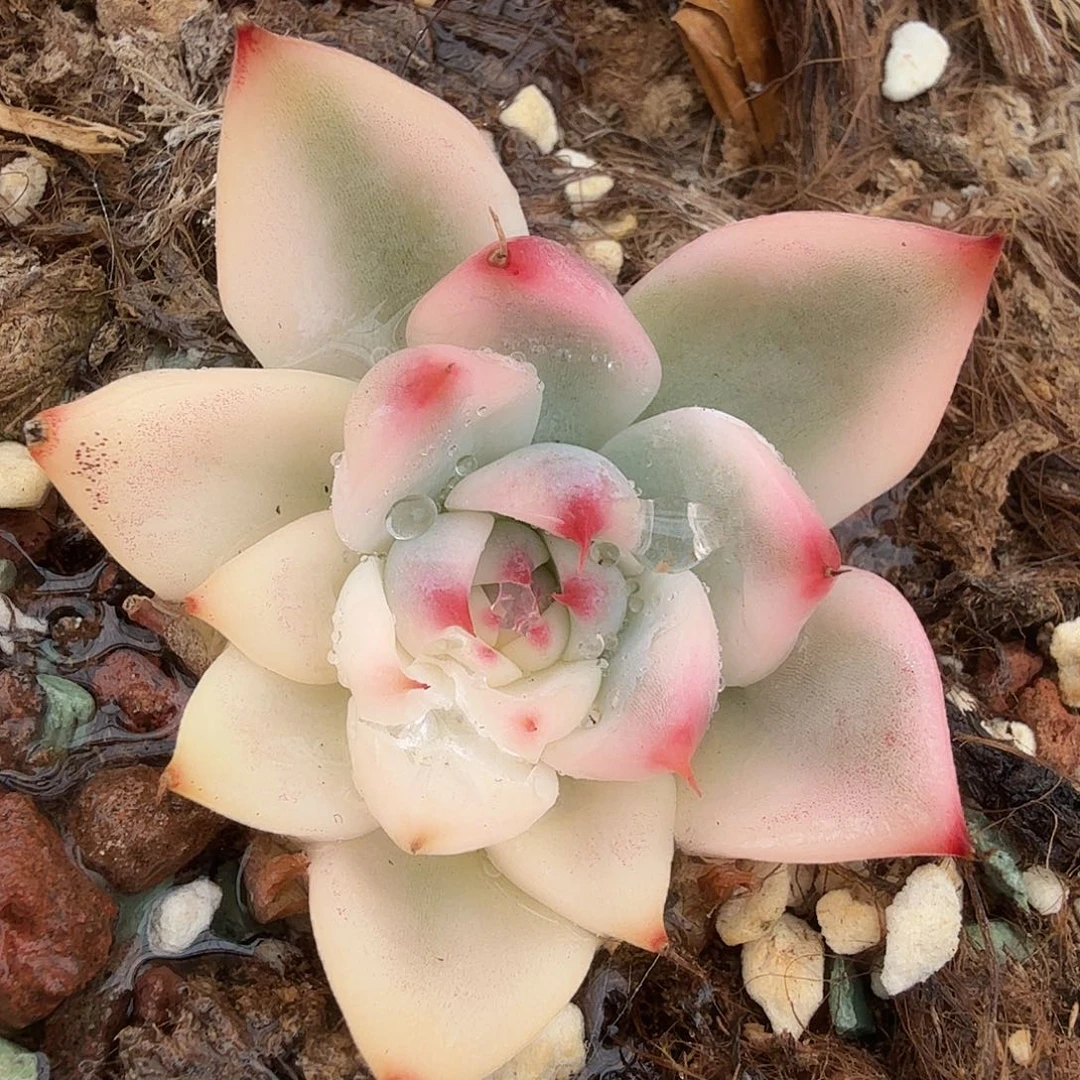吉娃娃锦,多肉植物