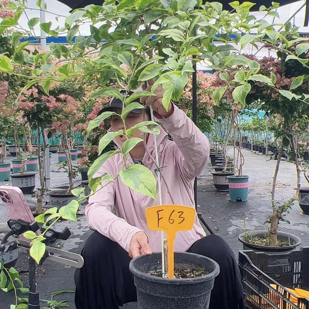 当前无花栽培后可以开花燕*子F63金边丽娜