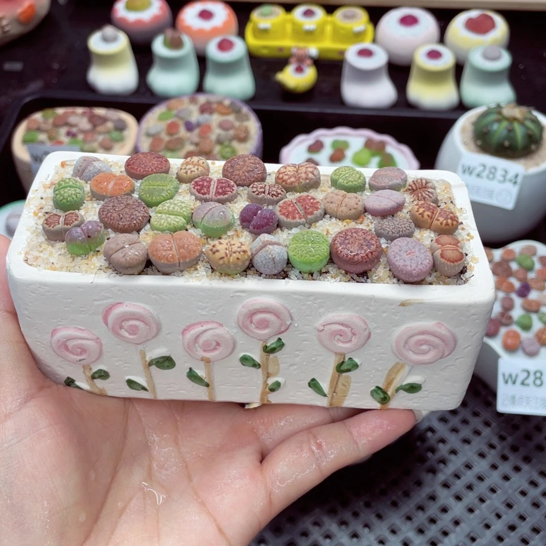 w2839 带盆土发货一物一拍