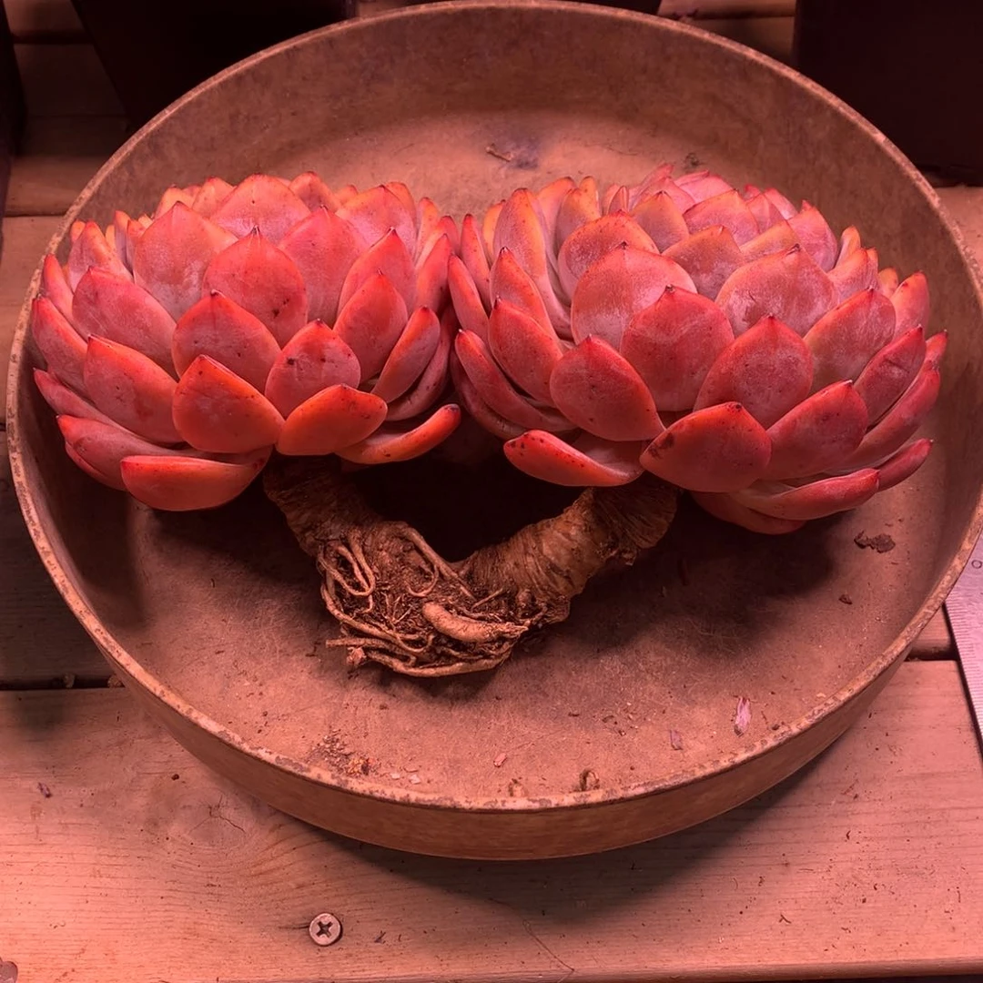 澔*橙子双头老桩（澔涵