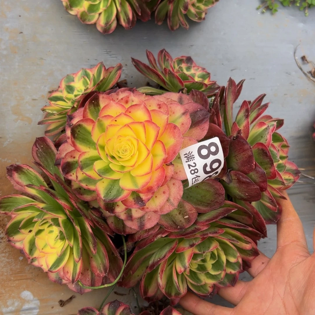 多肉植物898脱土的