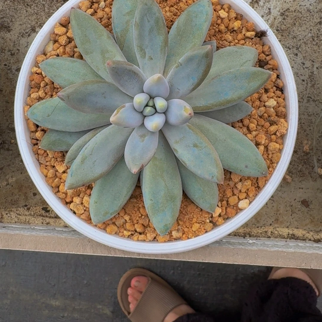 焦糖体 哥特 单头 一物一拍