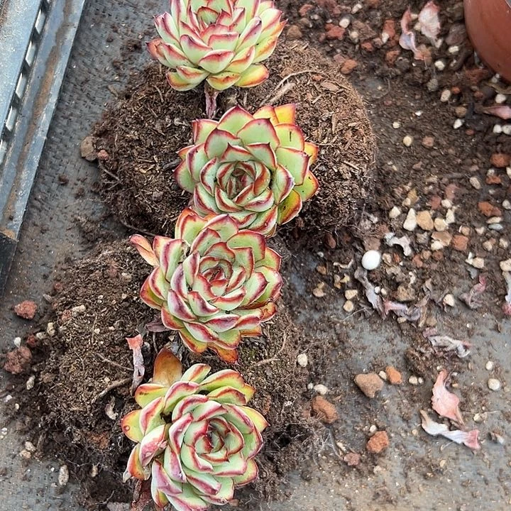 无花朵肉酱玫瑰两盆。